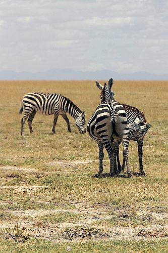 Kenia (207)